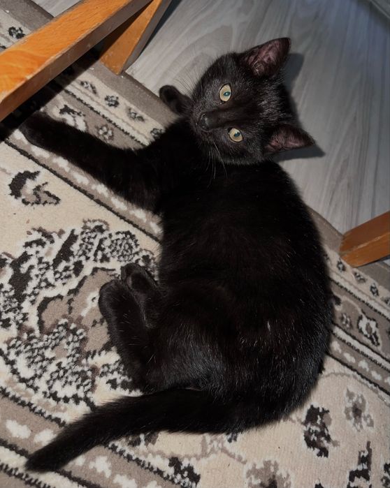 Oddam kociaki w dobre ręce