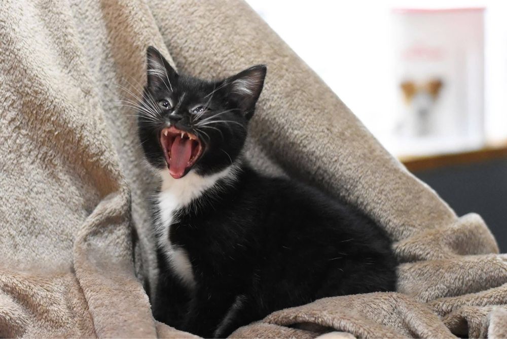 Malutki Franuś szuka domku