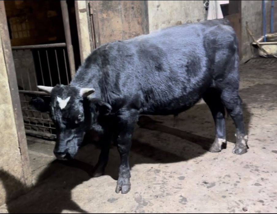 Бики жива вага, еко ферма