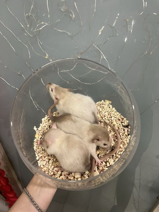 Щурик декоративний