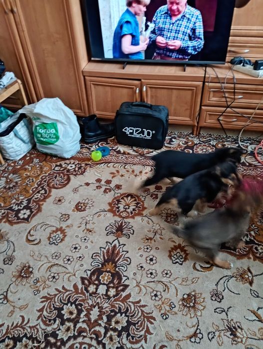 oddam psiaki maja po 2 miesiace