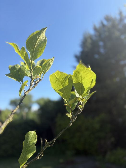 drzewko magnolia jasny róż 3m wys. - sprzedam