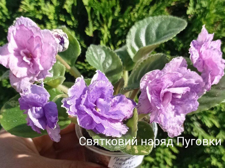 Селекційні сортові кімнатні фіалки (семполії)