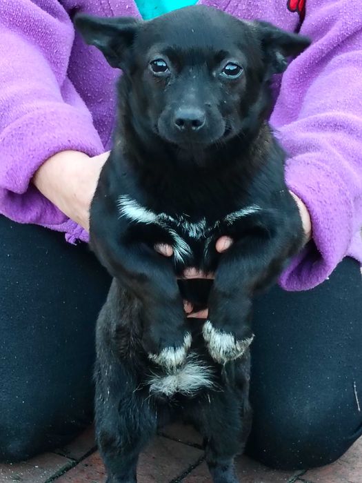 Oddam pieska suczka mieszaniec