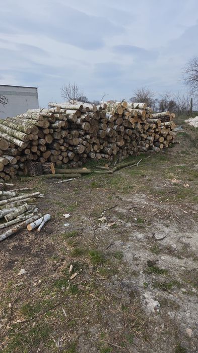 Drewno drzewo brzoza opałowe