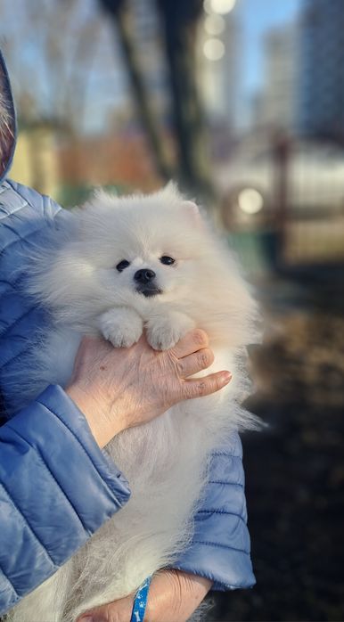 Померанский шпиц девочка микро