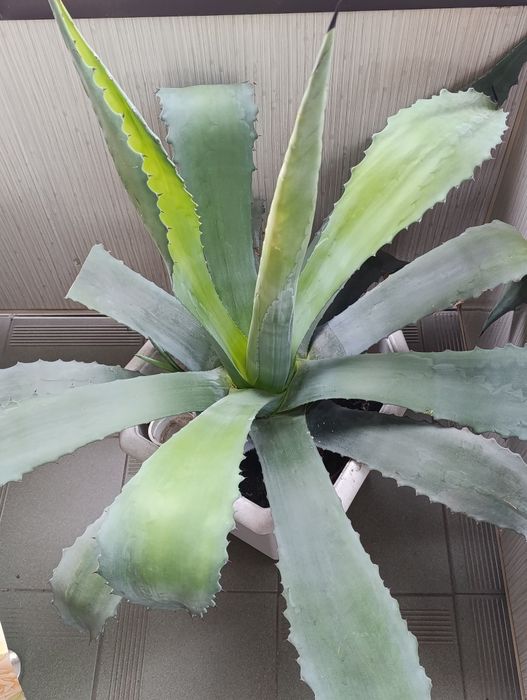 Продаю Агаву зелену