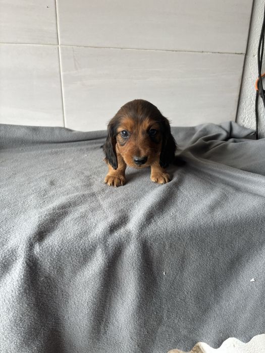 Teckel macho pelo comprido miniatura