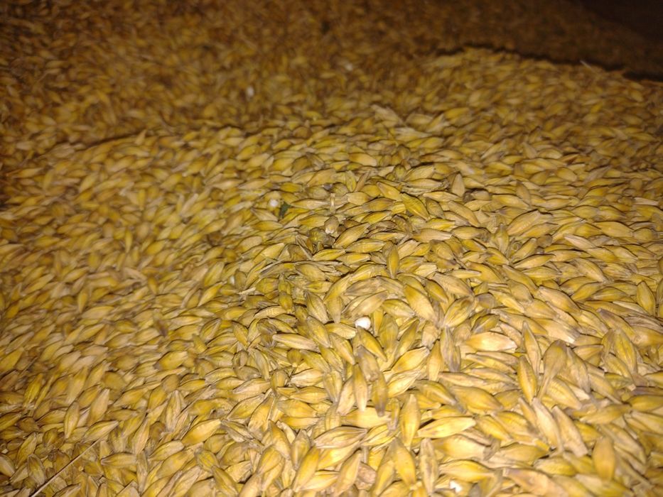 Jęczmień jary Farmer