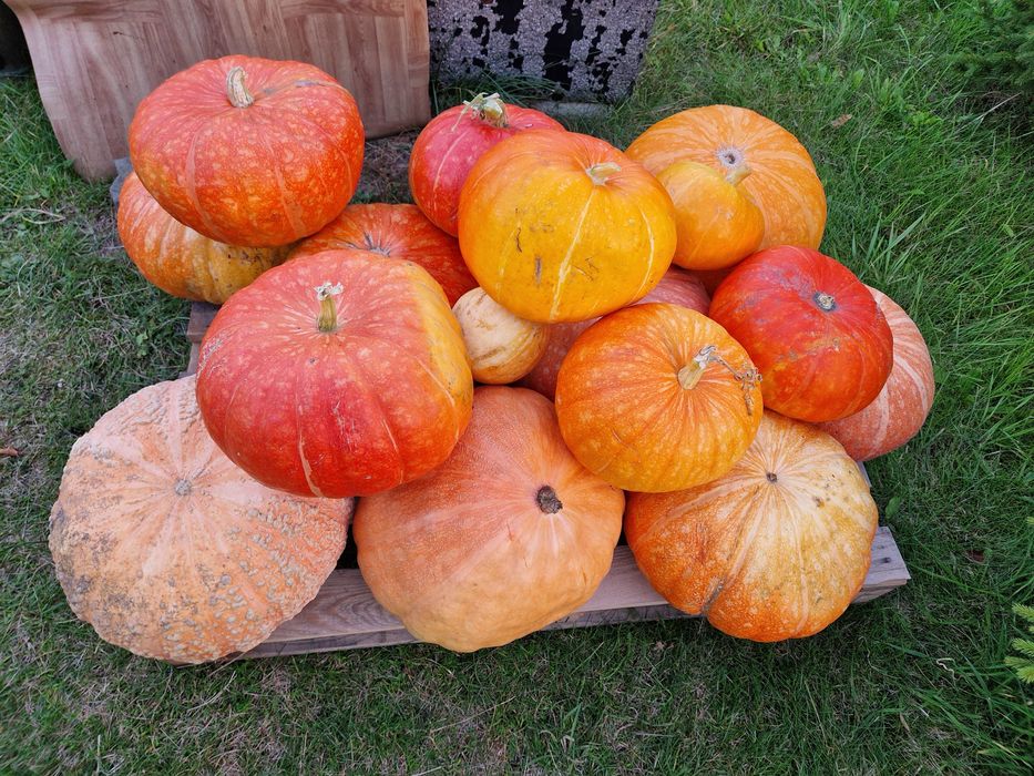 Dynia z przydomowego ogródeczka