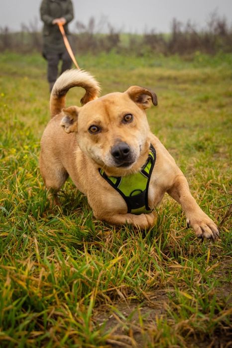 Marian niskopodłogowy wesołek Schronisko Nadzieja w Napierkach