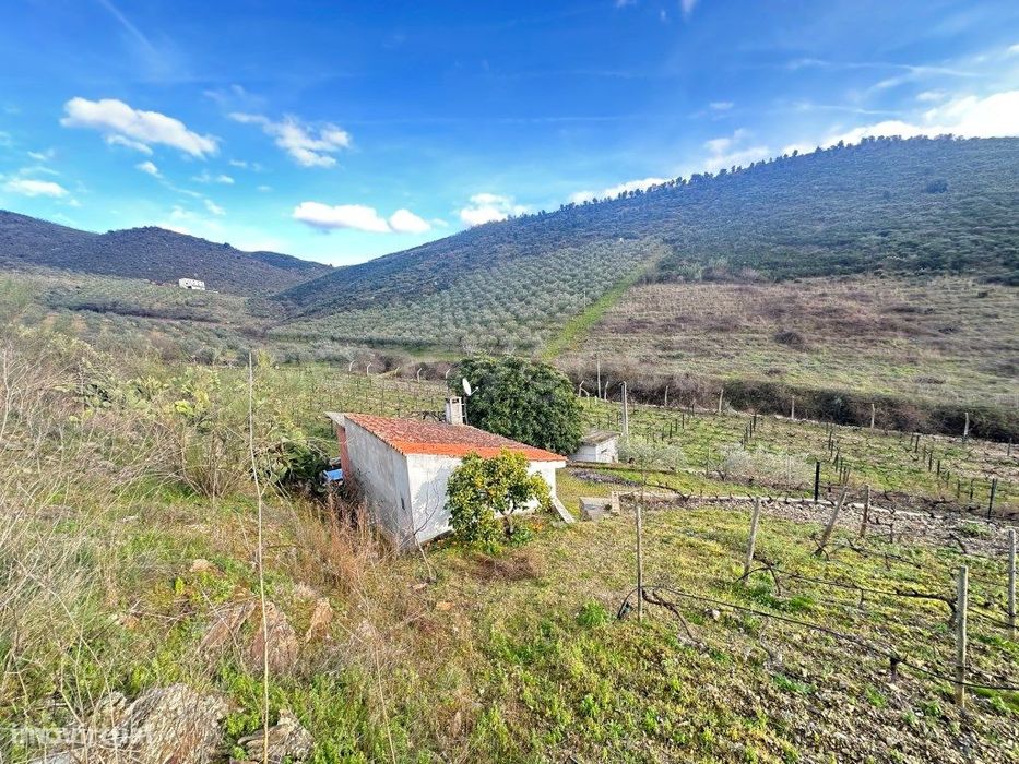 Excellent Rustic Land in Poiares with Vineyard, Olive Grove, and Cork Oaks...