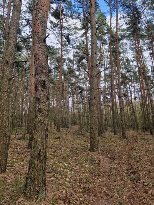 Las z działką 65 arową