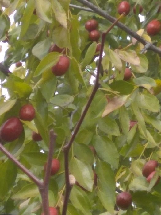 Саженец унаби,зизифус,китайский финик