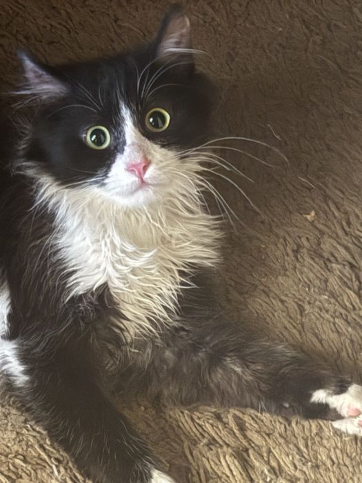 Гарний котик в добрі руки