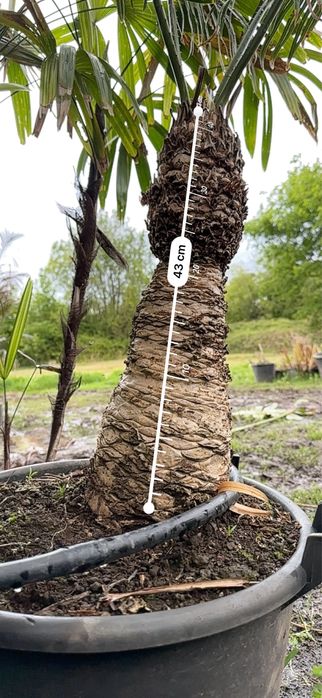 Cyca circinalis - cica rara