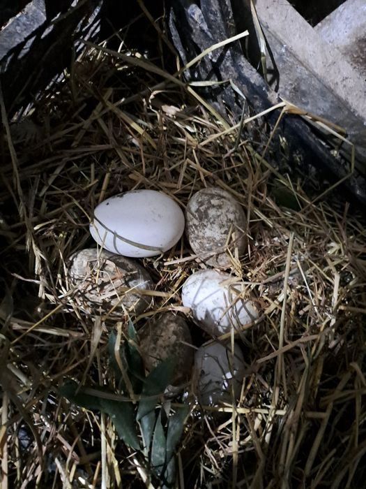 Ovos Ganso Sinaleiro/Guiné