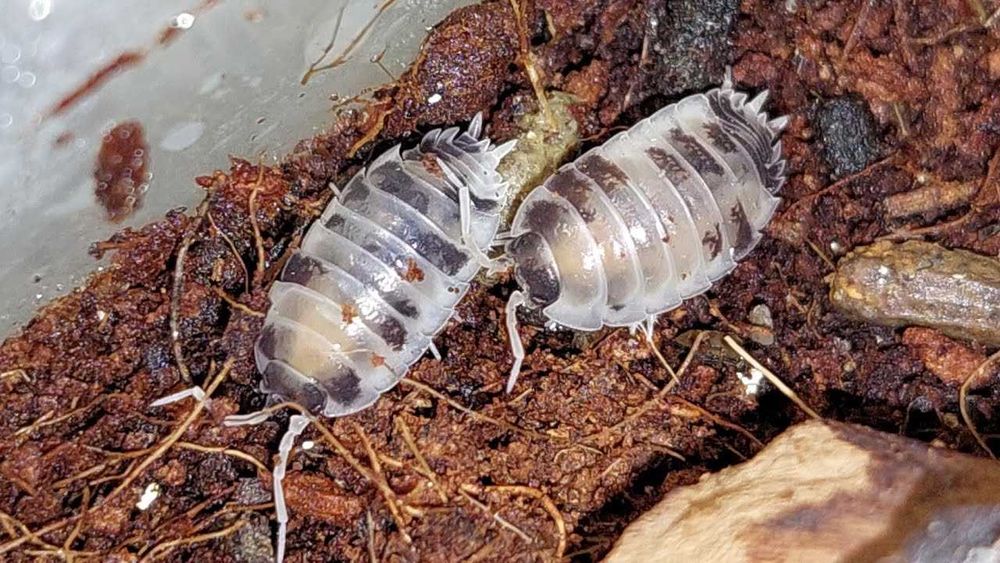 Корм для їжаків, павуків, ящірок, пташок