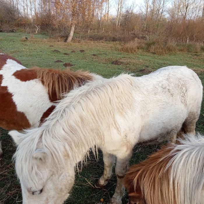 Kucyk kucyki ogierek .