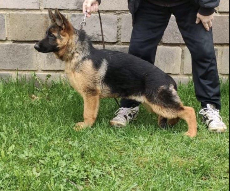 Німецька вівчарка