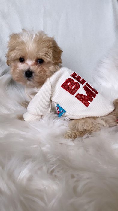 Цуценятка карамельні мальтипу ф1