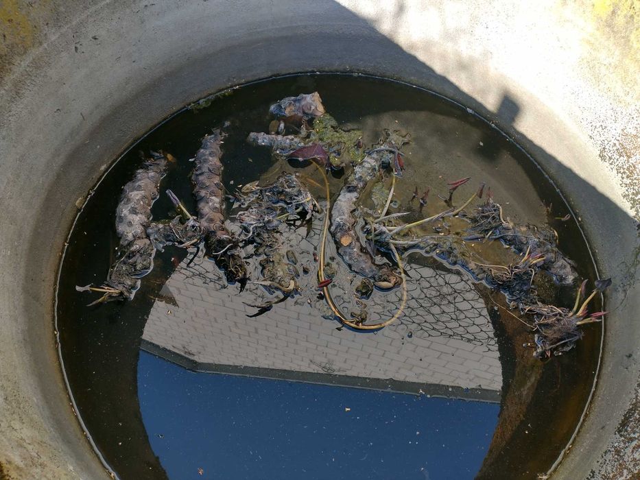 Lilia wodna jasnoróżowa