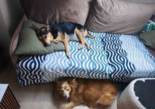 Psy do oddania w dobre ręce