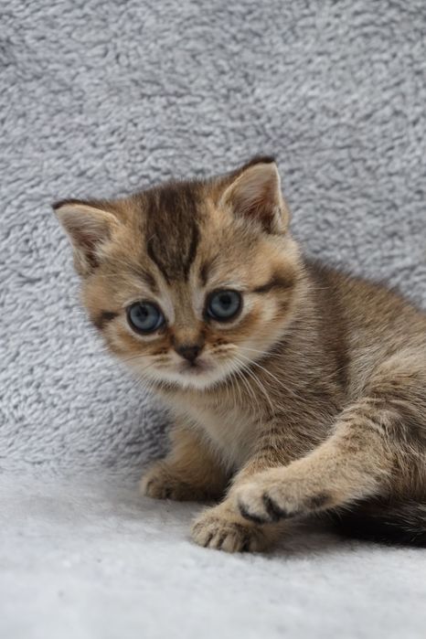 Шотландські кошенята ,золота шиншилка