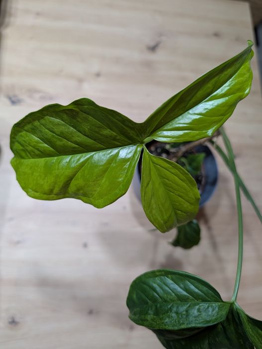 Muda Singônio Syngonium  Mottled MOJITO