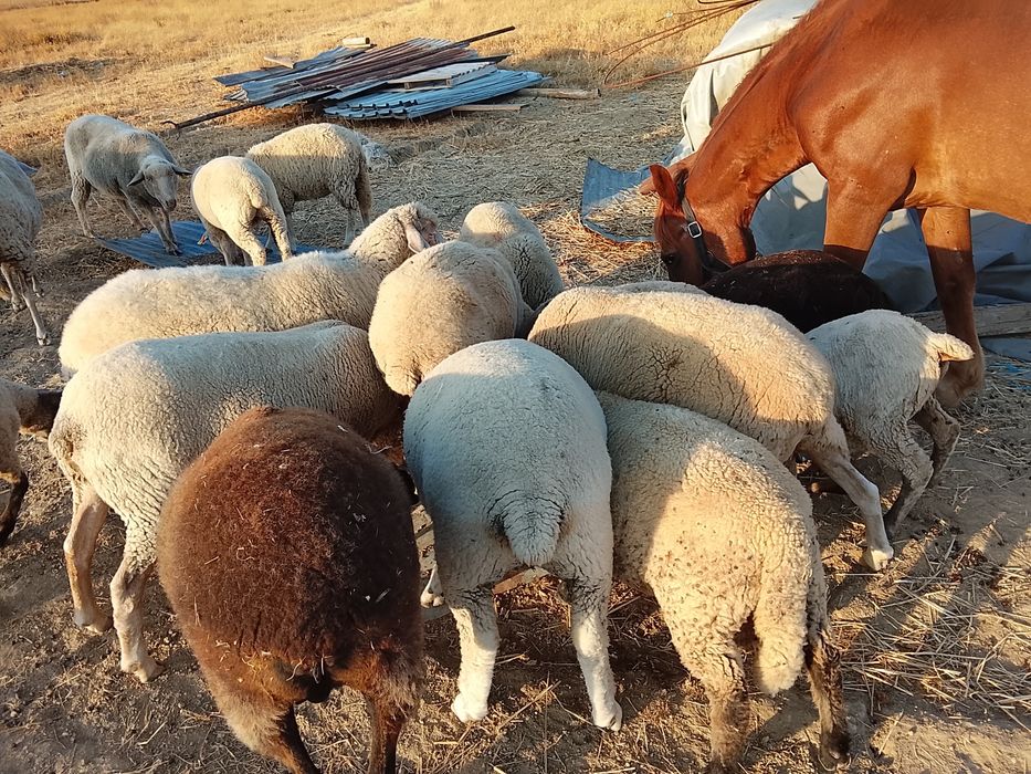 Quarenta ovelhas, em conjunto ou separado