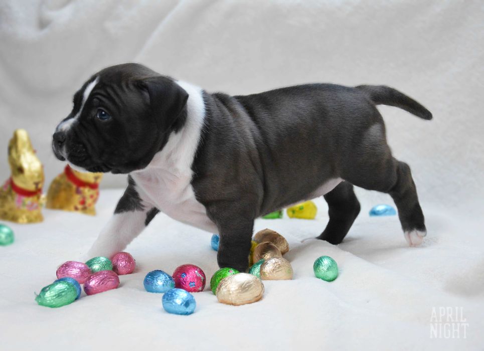 Świetna suczka amstaff,metryka ZKwP,April Night FCI