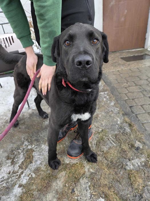 FIGARO - Schronisko dla Zwierząt w Ostródzie