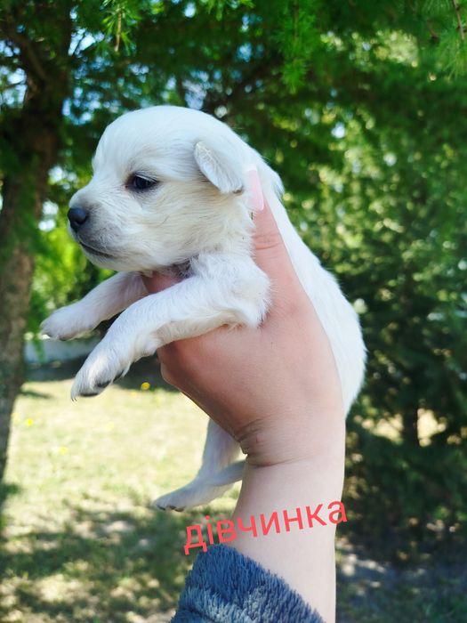 Безкоштовно цуценята!!!