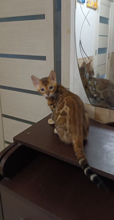 Маленька бенгальська принцеса