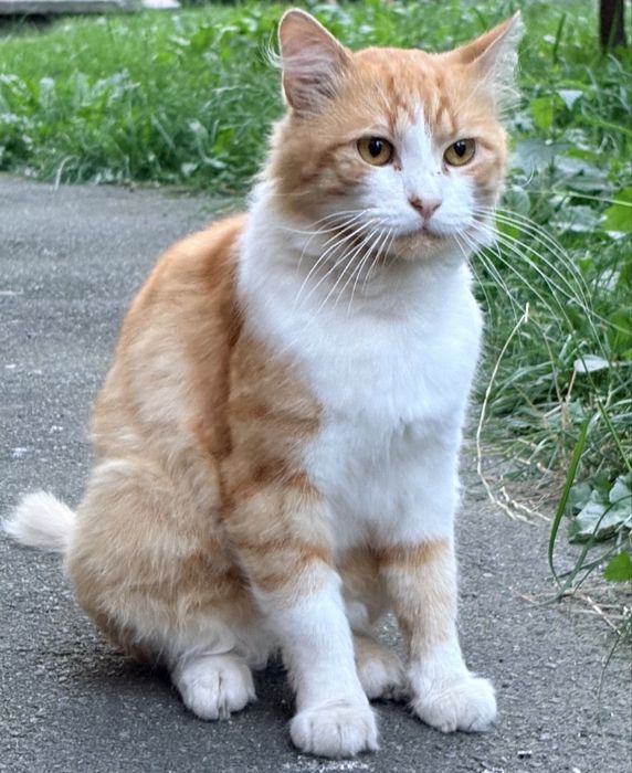 Котик в найкращу родину!