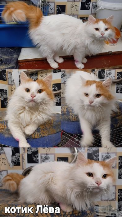 Стерилизованые котики и кошечки ищт семью