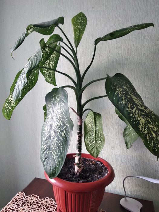 Дефенбахія висока 1 м