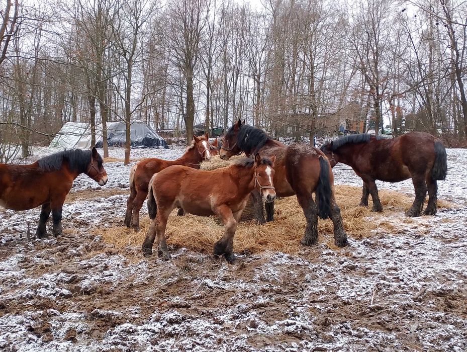 Sprzedam klaczkę i ogierka zimnokrwiste