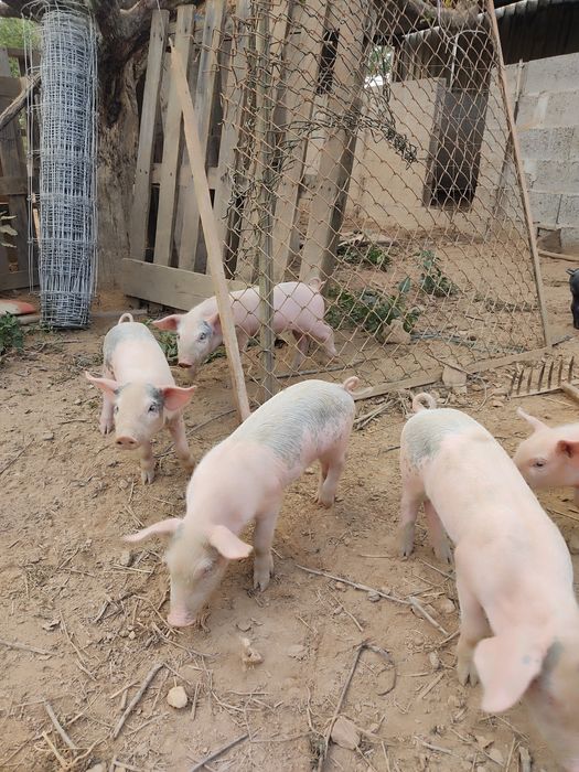 Leitões bisaro com pietran
