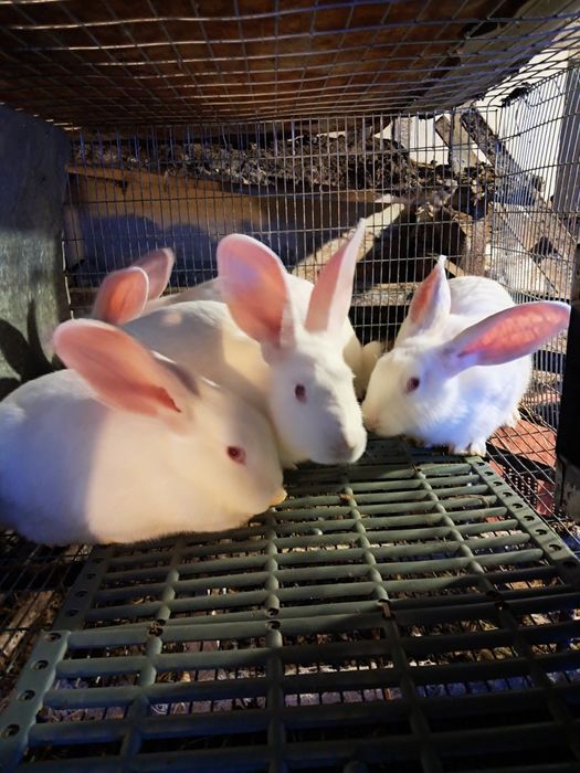 Термонська біла. Чиста лінія. Провакциновані та пропоєні.