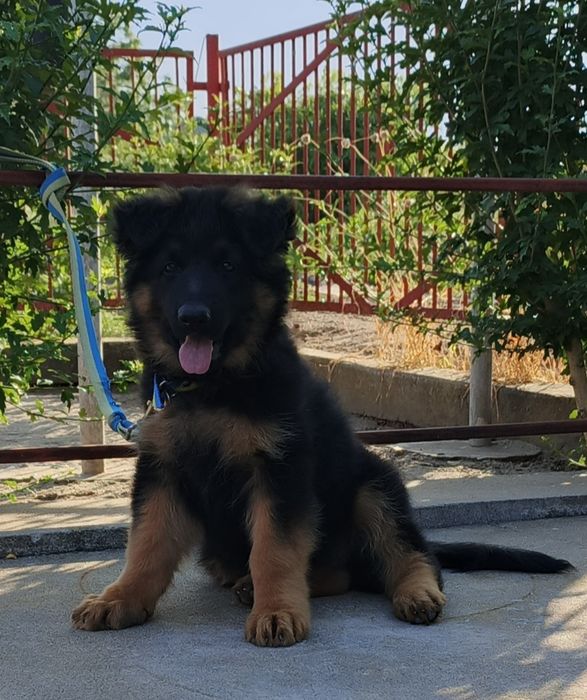 Підрощене цуценя німецької вівчарки