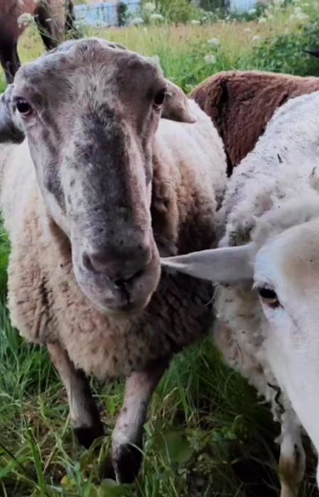 Carneiro a Cobrir Muito Bem MANSO