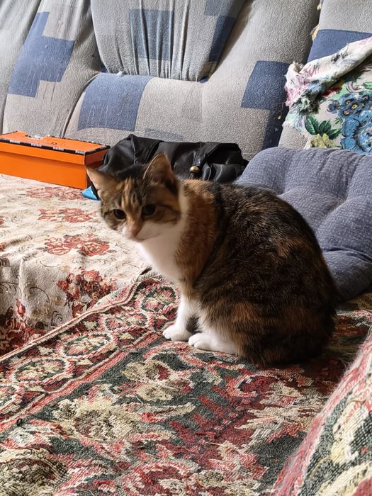 Прекрасная кошечка в хорошие руки