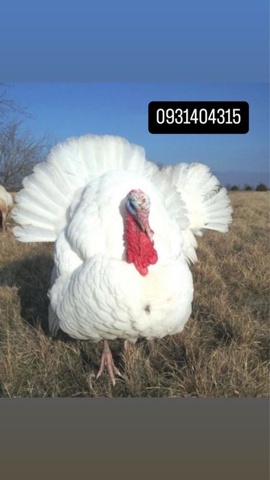 інкубаційне яйце індики