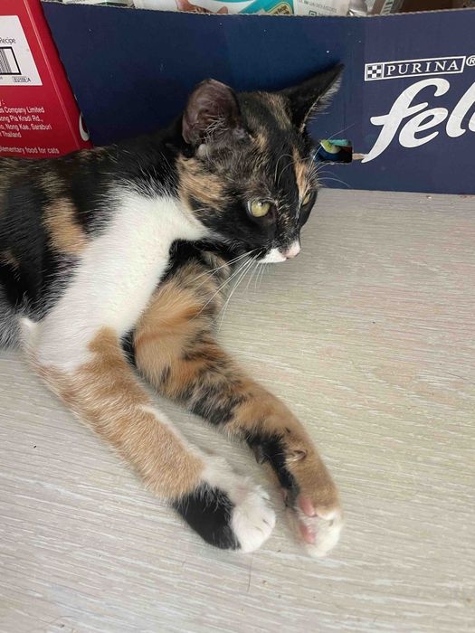 Трикольорове Щастячко! Шикарна Красуня (стерилізована)