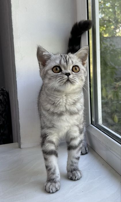 Шотландская кошечка