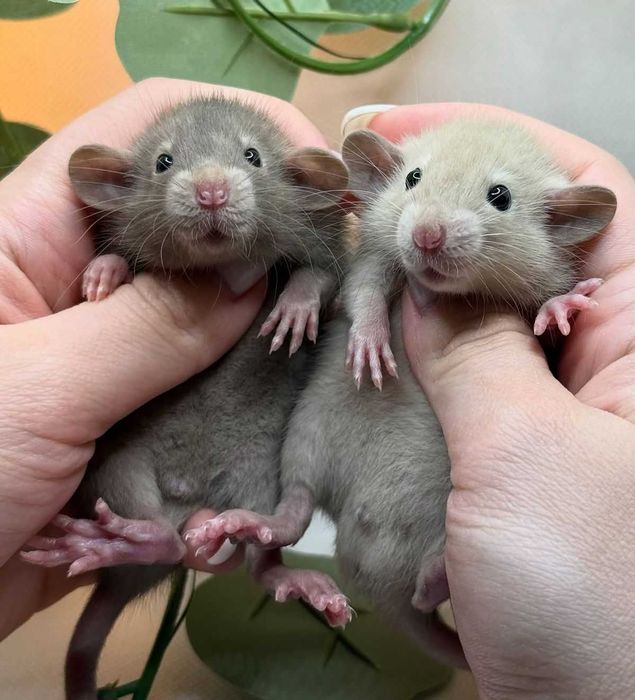 Декоративний щур дамбо, щурик, криса, пацюк