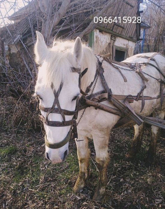 Продам коня 12 років