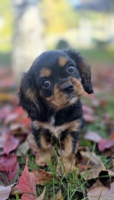 Cavalier King charles spaniel piesek  przepiekny czarny black tan