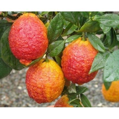 Лимон РОССО (Красный лимон) Комнатный